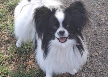 Spaniel kontynentalny-Papilon