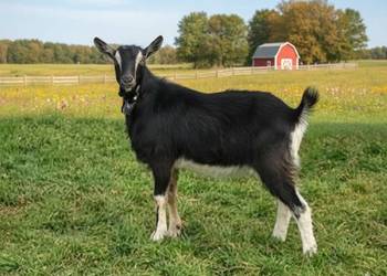 kozioł capek bezrogi czarny krycie