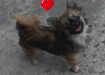Chihuahua sunia długowłosa FCI