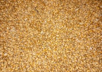 Sprzedam pszenicę ozimą,żyto