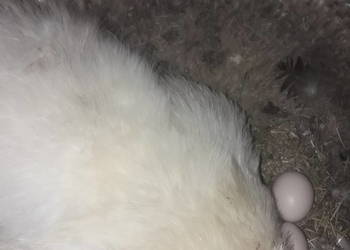 Kura Silka wysiadująca jajka kwoka