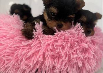 Yorkshire terrier mini