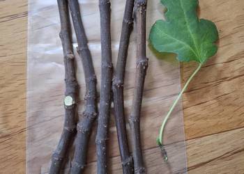 5 sztuk sadzonka figi Brown turkey sztobry do ukorzenianie