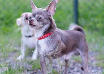 Reproduktor Chihuahua 2,5 kg Zkwp