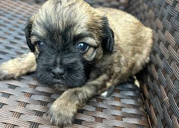 pieski shih tzu