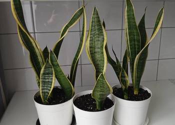 Sansewieria Futura Superba Sansevieria 57 cm