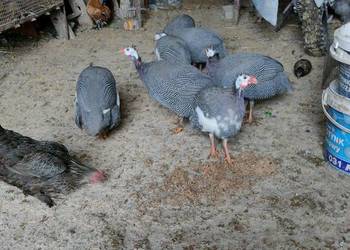 Sprzedam perliczki wszystkie z 25 roku