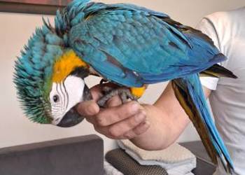 Sprzedam młode 5 msc Ary