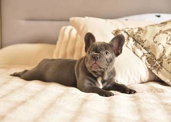 Buldog francuski sunia lilac