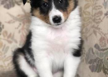 Alladin bajeczny sheltie tricolor po pracujących rodzicach