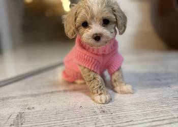 Maltipoo maleńka dziewczynka gotowa do odbioru
