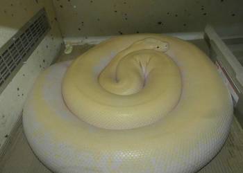 Python bivittatus Ivory para 1.1