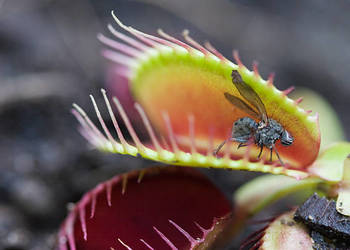 Dionaea muscipula w akcji: dynamiczne pułapki, eleganckie kw