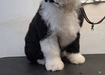 Portugalski pies dowodny szczenięta pieski suczki