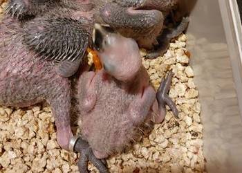 Amazonki niebieskoczelne .Ary nobilis pisklaki