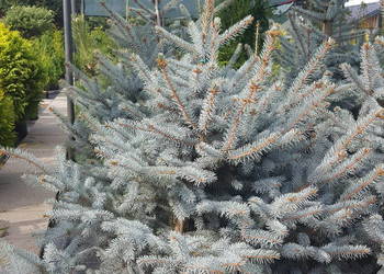 Świerk Koster- Hoopsii niebieski szczepiony 160-170 cm