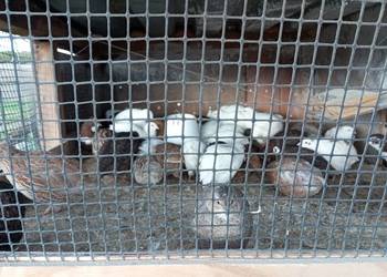 Sprzedam przepiórki