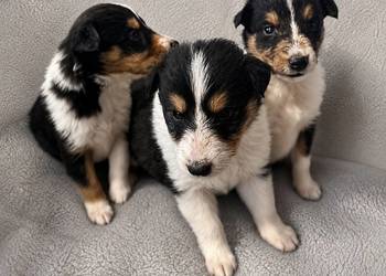 Szczeniaczki Owczarek szkocki Collie