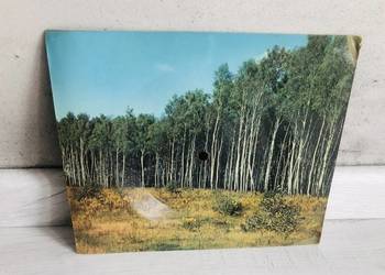 Pocztówka dźwiękowa Suzie Quatro Pocztówka dźwiękowa Suzie Quatro