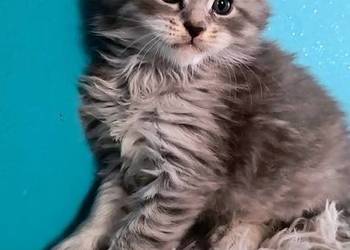 Maine coon- kocieta