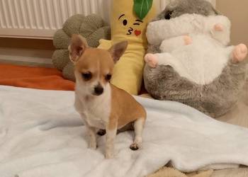 Chihuahua chłopiec komplet szczepień