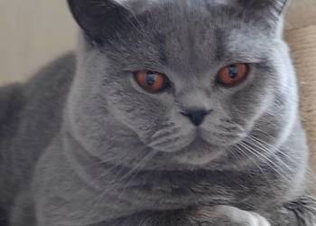 Reproduktor brytyjski  - krycie