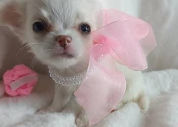 Chihuahua dziewczynka długowłosa suczka rezerwacja