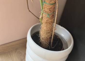 Piękna duża roślina