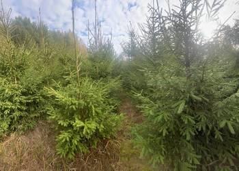 Sprzedam drzewka - choinki z plantacji Sprzedam drzewka - choinki z plantacji