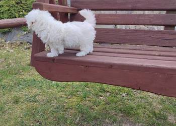 Śliczny piesek Maltańczyk