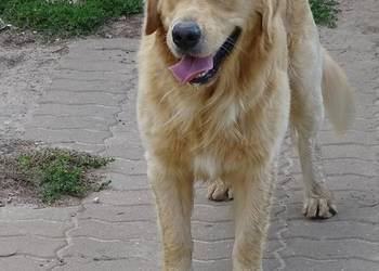 Golden retriever 17 miesięczny