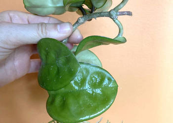 Hoya Krinkle 8 nr 5 ukorzeniona sadzonka