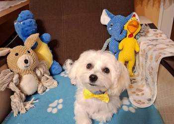 Maltańczyk - nauczony czystości, gotowy do odbioru!