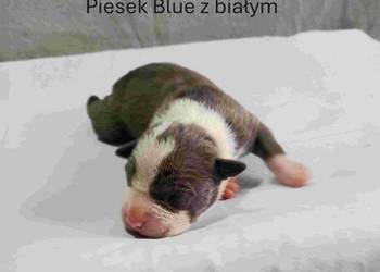 Szczeniaki American staffordshire terrier