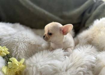 CHIHUAHUA PIĘKNY DROBNIUTKI KREMOWY PIESEK