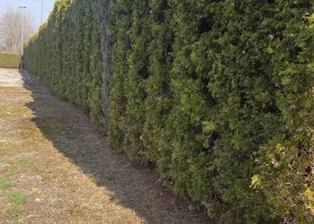 Tuja szmaragd, duża ok 3 M