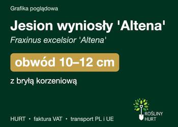 Jesion wyniosły 'Altena' obwód 10-12 cm, z bryłą – HURT