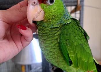 Amazonka liliogłowa- oswojona / ręcznie karmiona Amazonka liliogłowa- oswojona / ręcznie karmiona