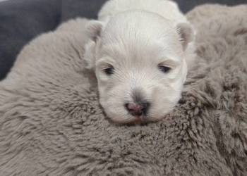west highland white terrier suczka z rodowodami