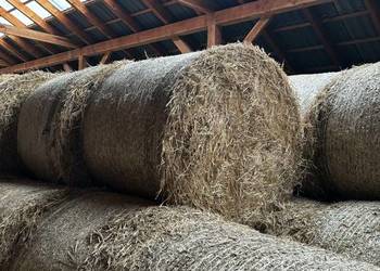 Sprzedam słomę  przenną z sezonu 2025