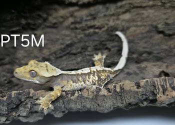 Gekon Orzesiony Tricolor