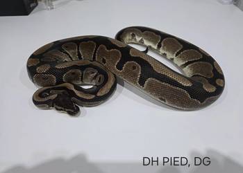 Pyton królewski samica DH PIED,DG