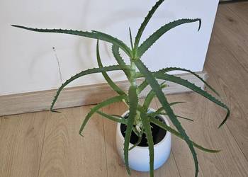 Aloes.  Roślina doniczkowa, roślina domowa