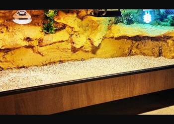 Terrarium pustynne dla agamy brodatej gekona lamparciego