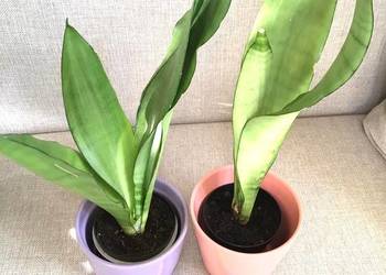 sansevieria Moonshine
