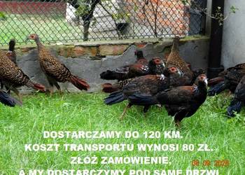 Sprzedam Bażanty Swinhoe Kiśćce Tajwańskie (Bażant) z 2025 - Samce i Samice