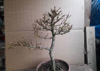 Modrzew bonsai