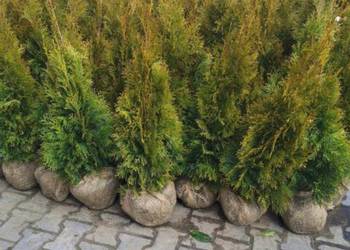 Tuja Szmaragd/ Thuja occidentalis 'Smaragd' 100cm Balot