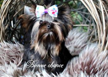 Yorkshire terrier sunia