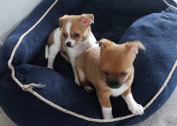 Szczeniaki chihuahua